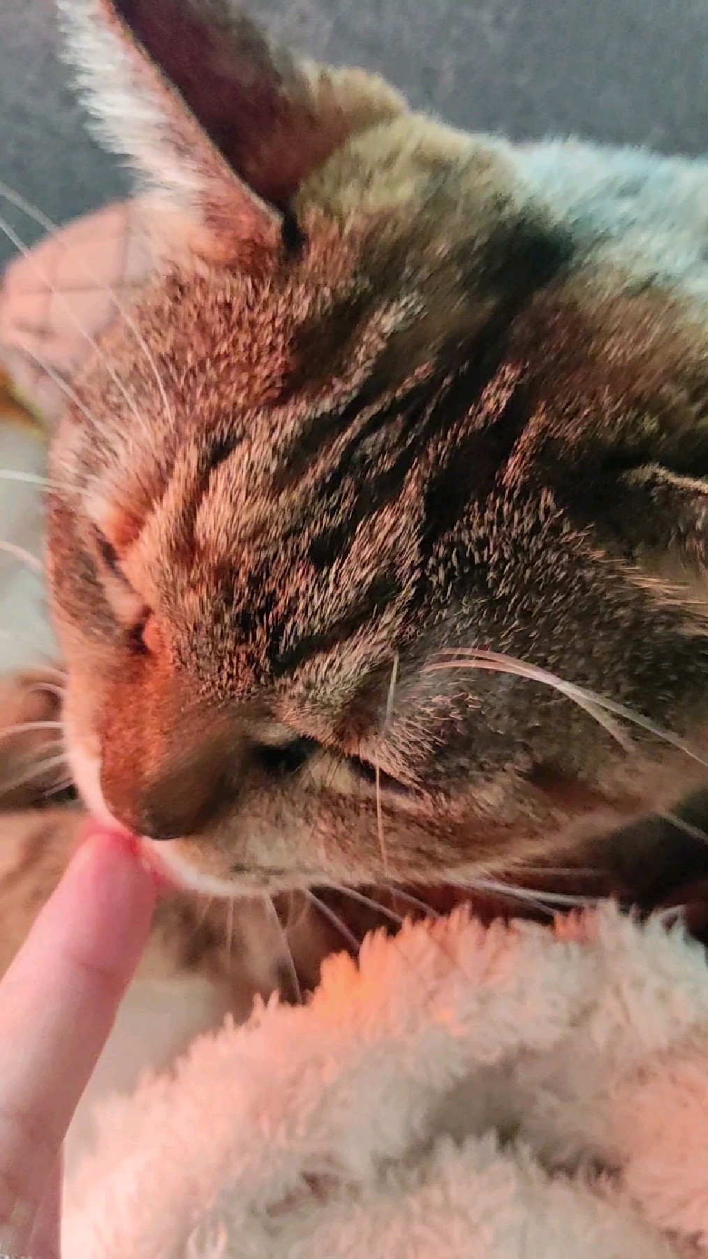 猫:奶油蛋糕真好吃！