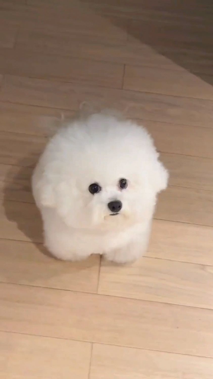 这只蓬松小白狗太可爱啦!