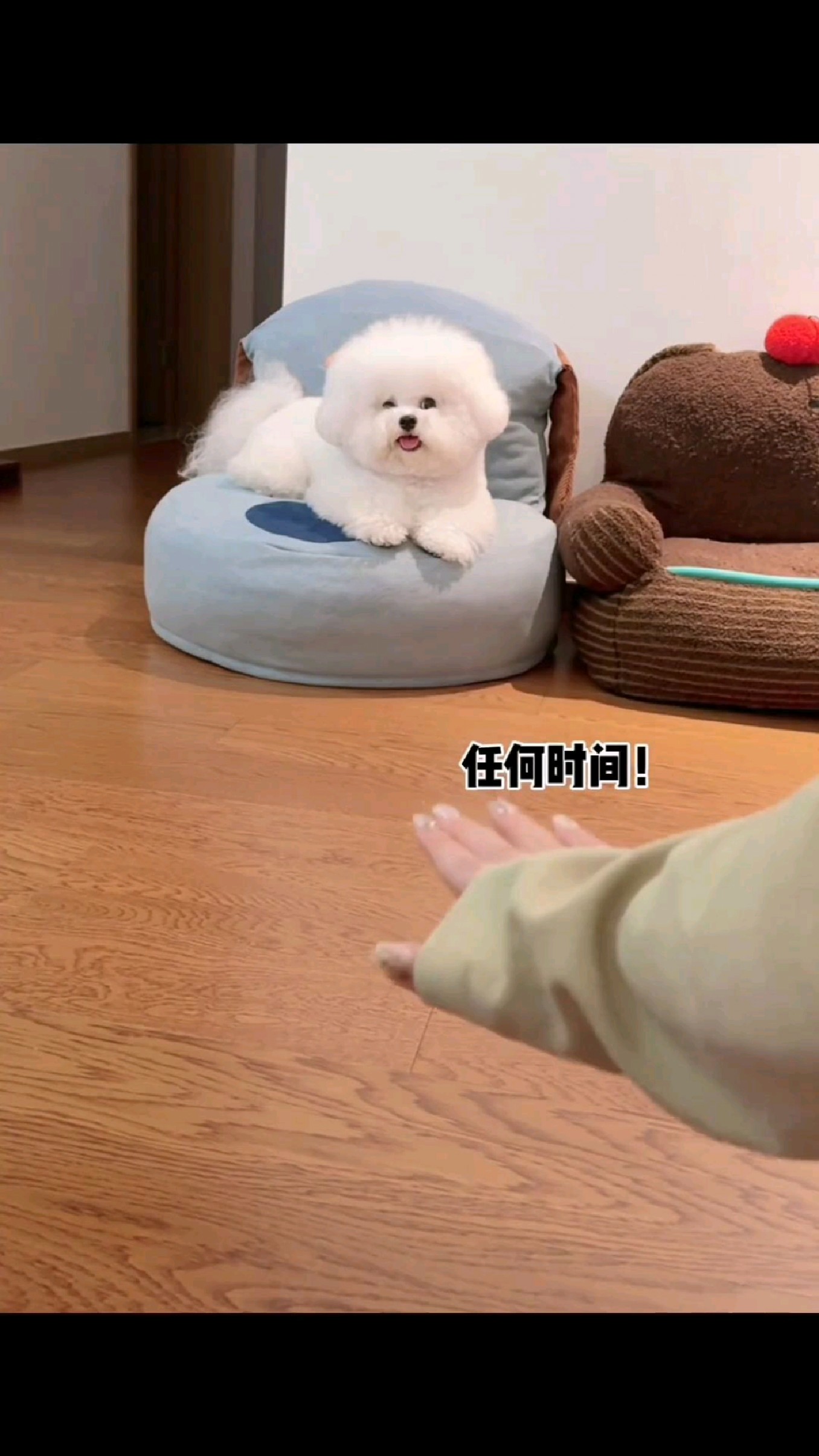 这只小白狗竟有这样可爱表情!