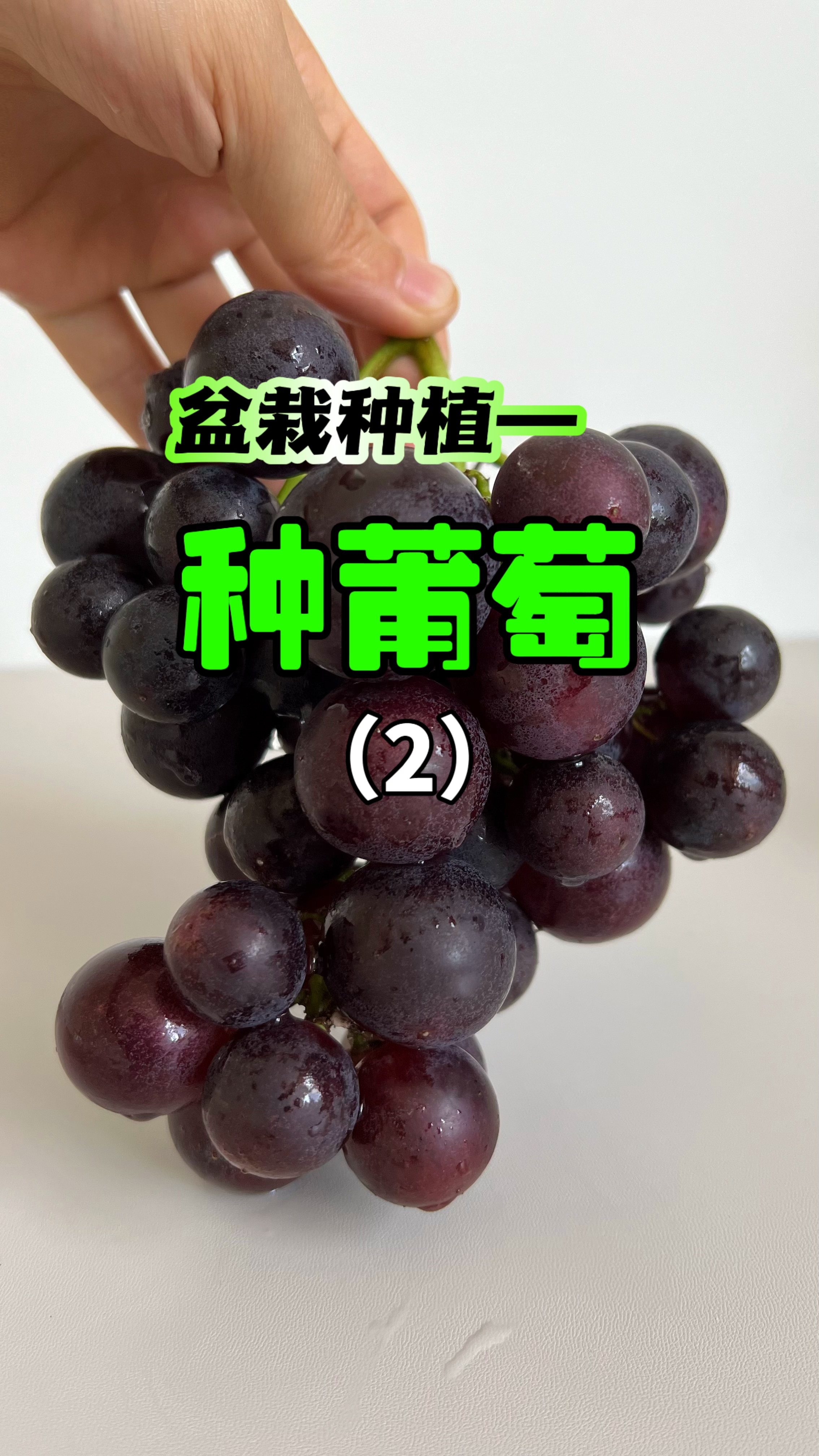 两年前我扣出葡萄籽种进盆里,居然真的长出了葡萄树#种葡萄#盆栽
