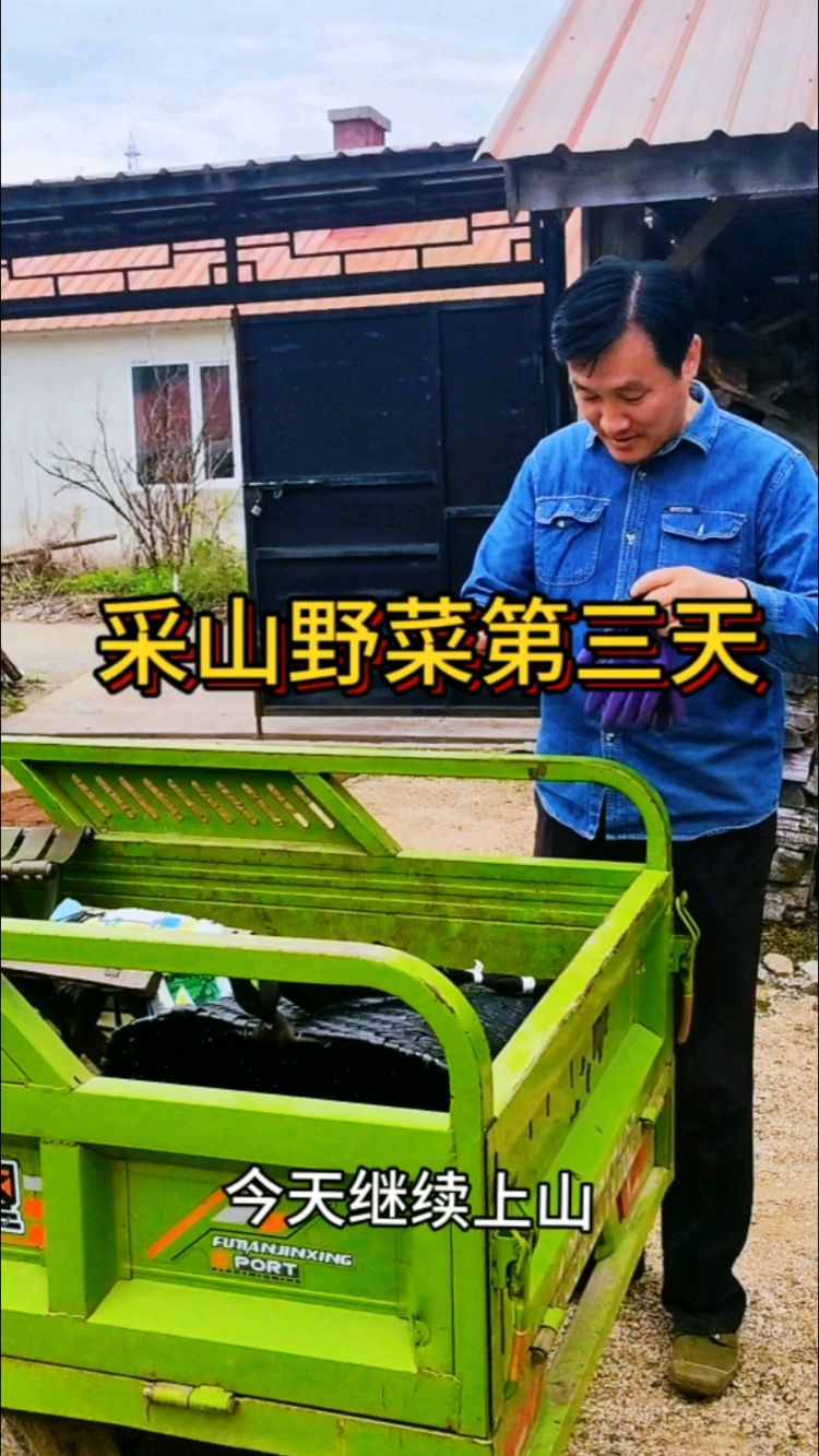 采山野菜第三天，看看都有什么#东北山野菜 #山野菜