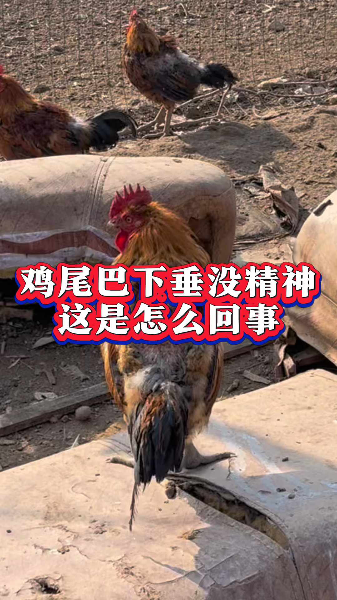 鸡尾巴下垂没精神这是怎么回事