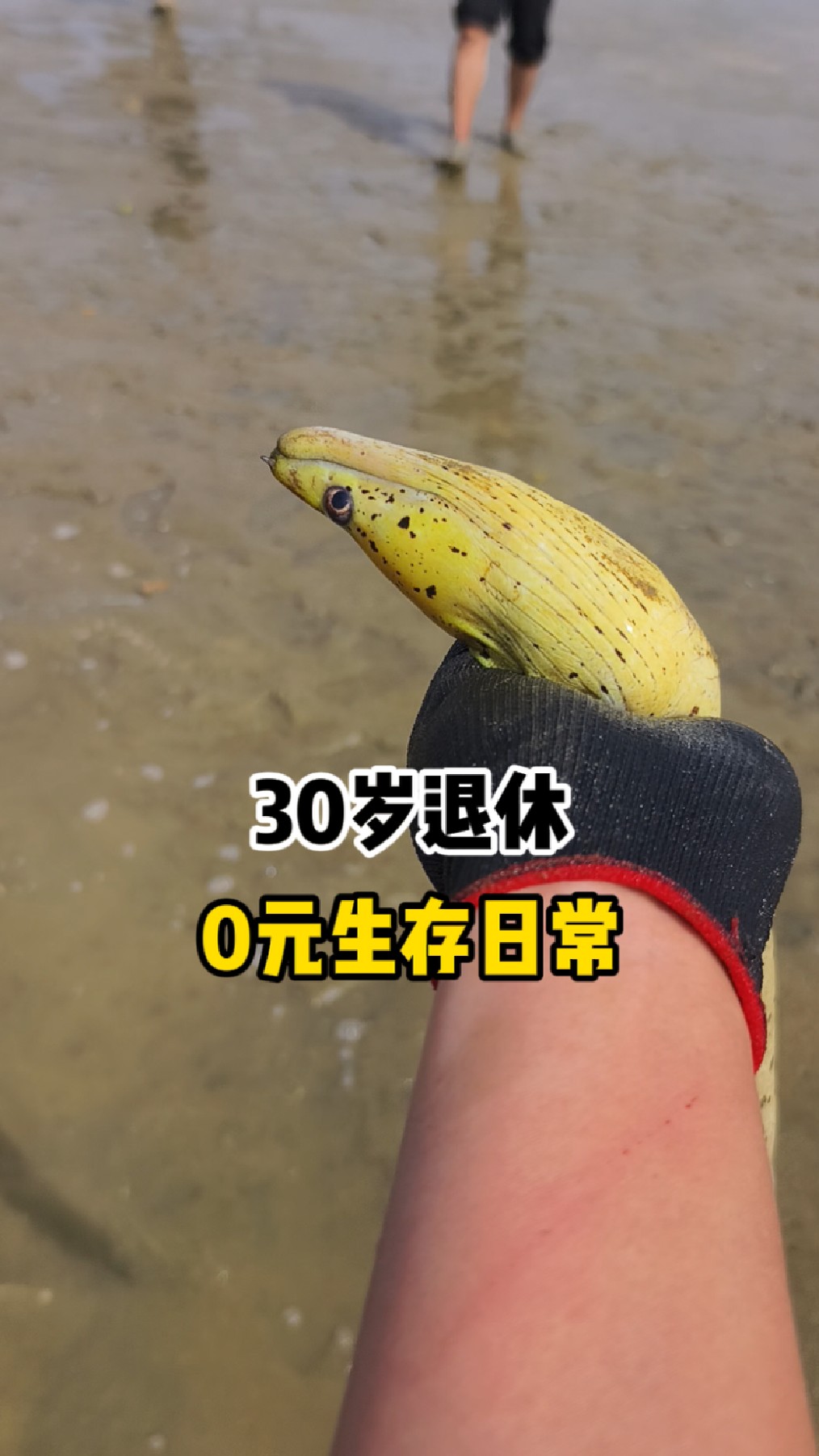 30岁退休0元生活日常，今天捡到了一条大鳗鱼