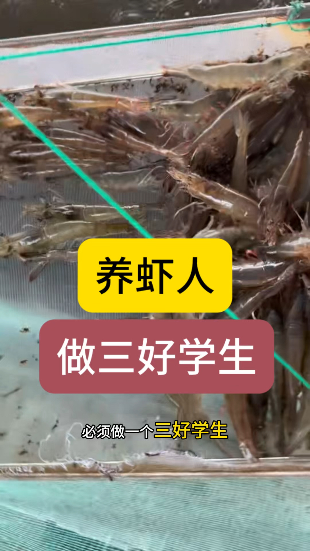 工厂化养虾做个三好学生:水好苗好手好,什么是手好?