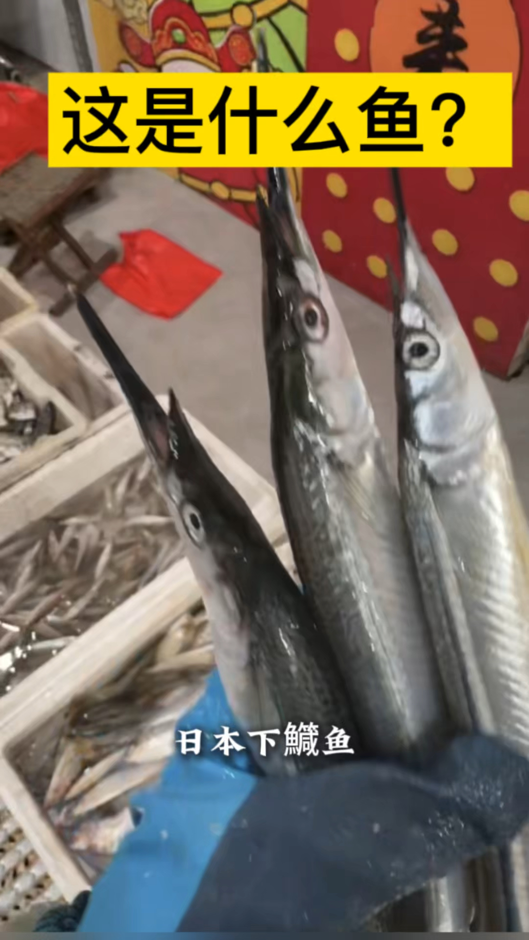 日本下鱵鱼（马步鱼/水针鱼）：一到两年短命鱼？海鲜市场热门