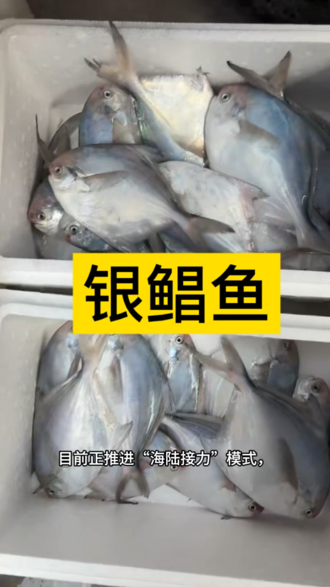 曾被称为最难养的鱼,如今靠它赚钱——银鲳鱼的养殖逆袭