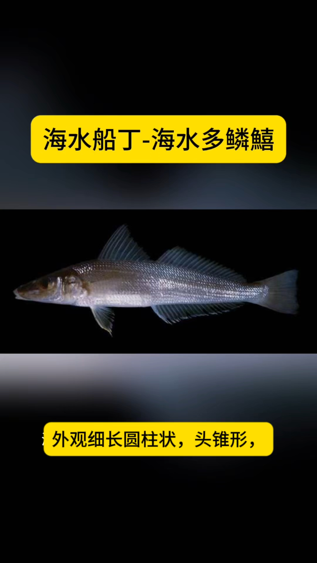 海水船丁鱼(多鳞鱚)养殖与收益,近海高价值小型鱼类的潜力品种