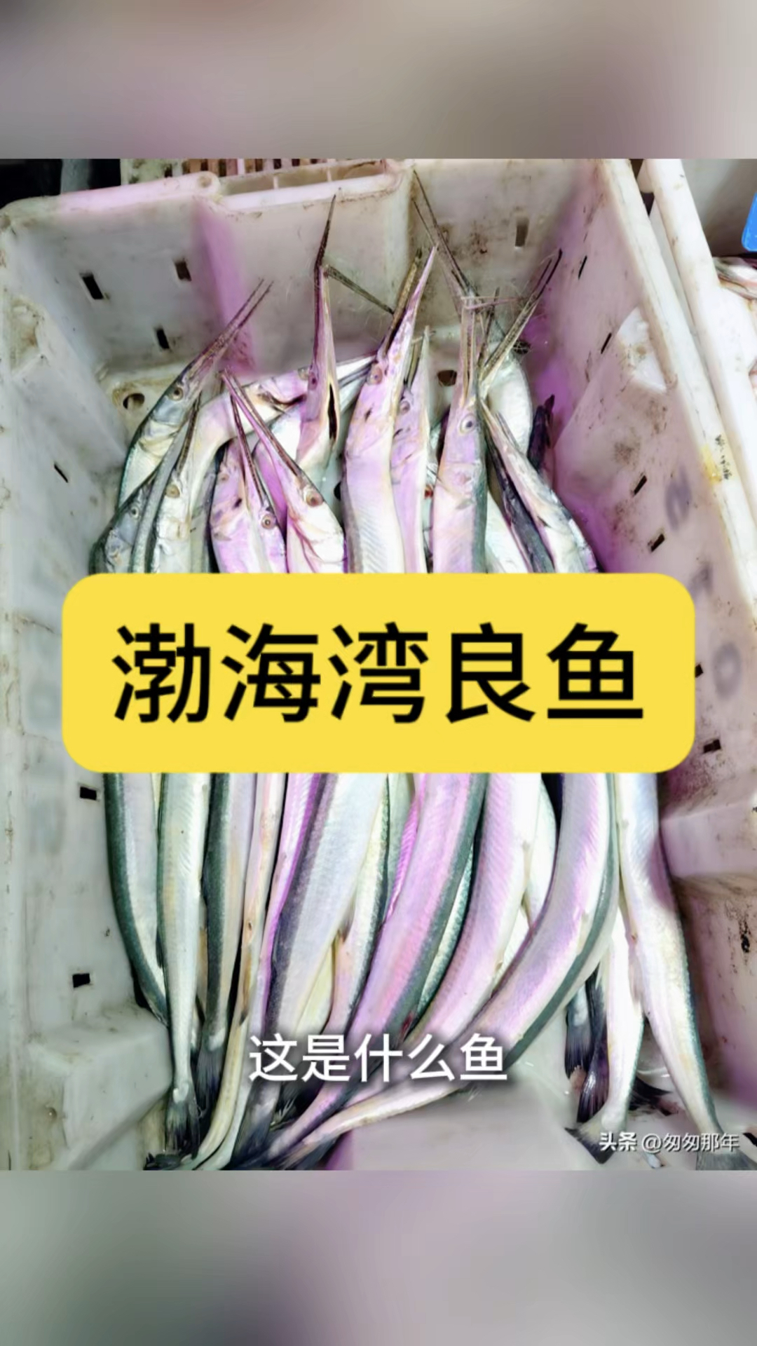 渤海湾良鱼:市场价值及养殖现状