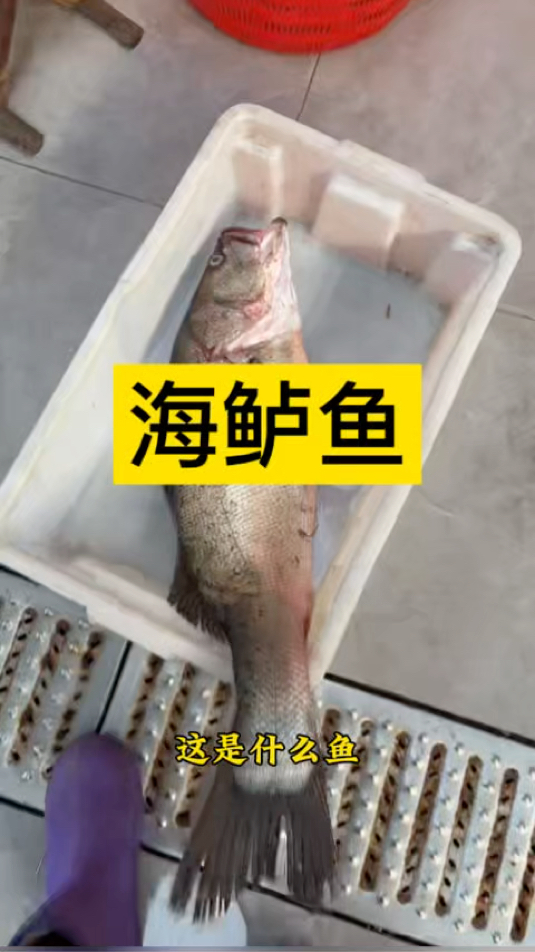 海鲈鱼(七星鲈):养殖海鲈利润高,海捕海鲈味更鲜!