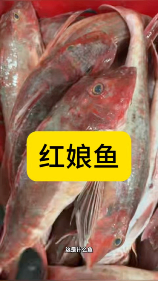 红娘鱼（红头鱼）：海捕为主无养殖，低价海鱼家常鲜