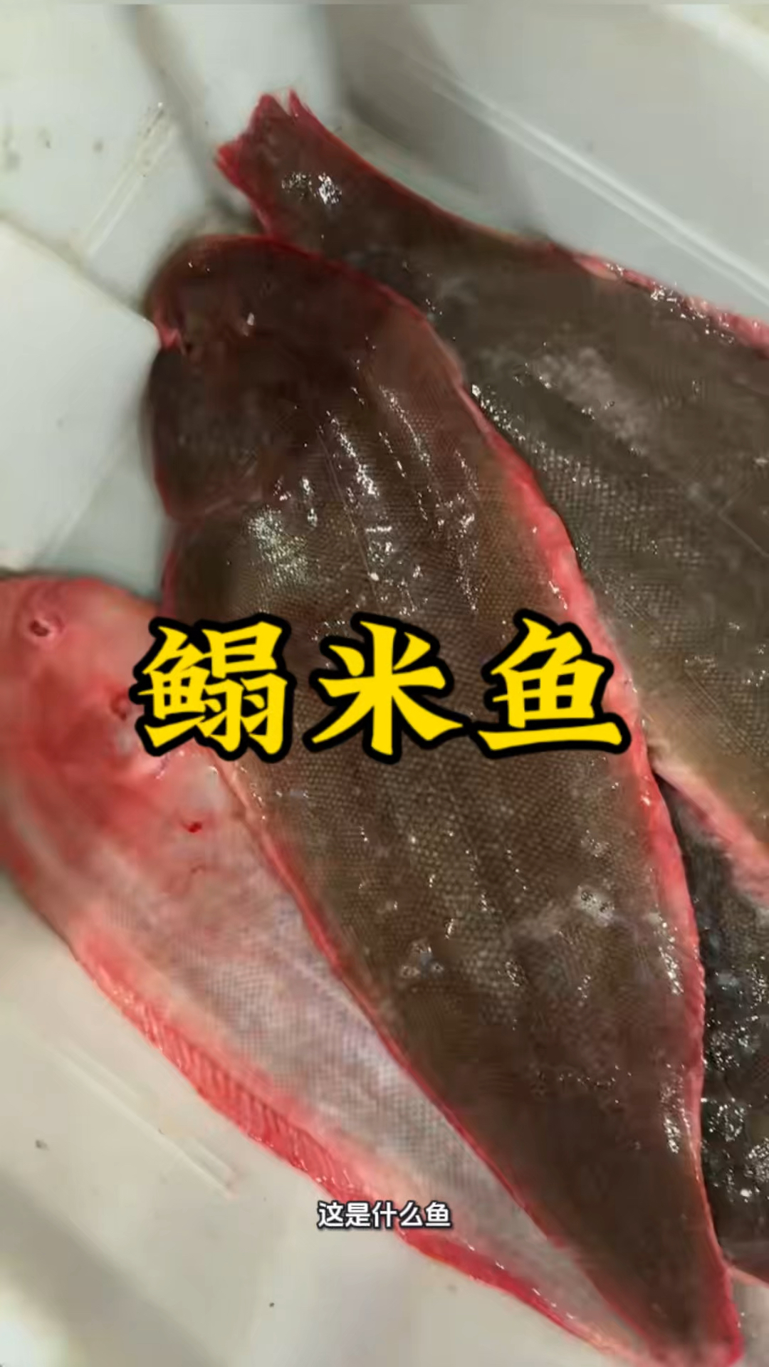 鳎米鱼（半滑舌鳎）：渤海湾名贵海鱼，养殖性价比高！