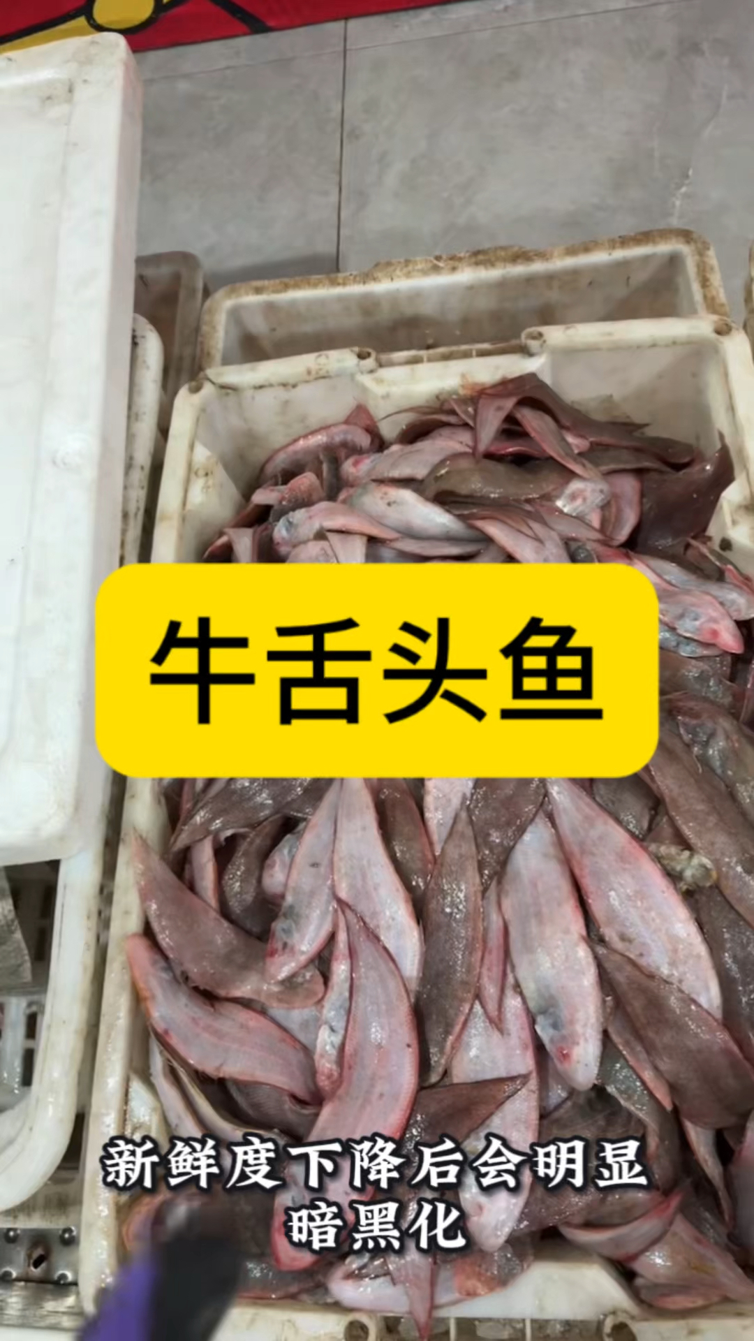 牛舌头鱼（焦氏舌鳎）：纯海捕舌状海鱼，煎炸鲜美食材