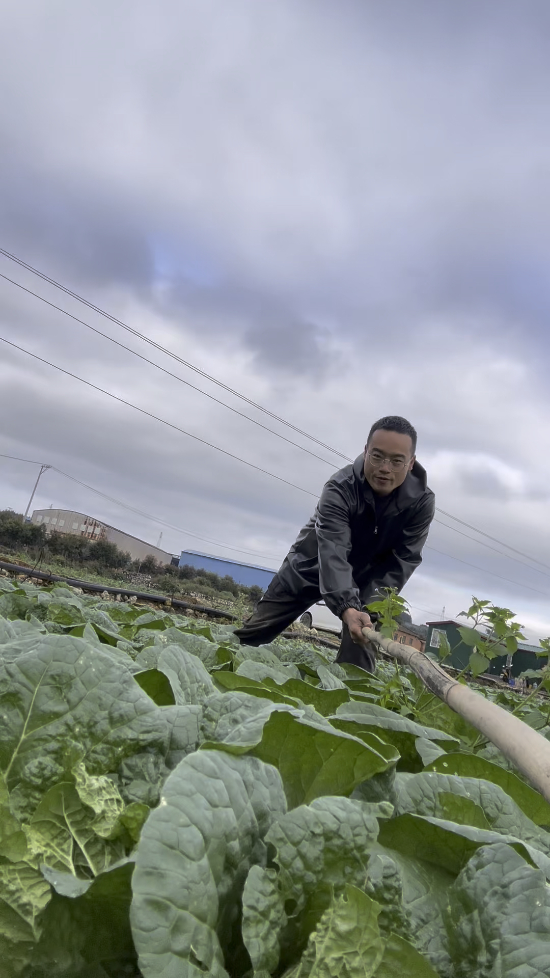 云南黄心娃娃菜露天种植