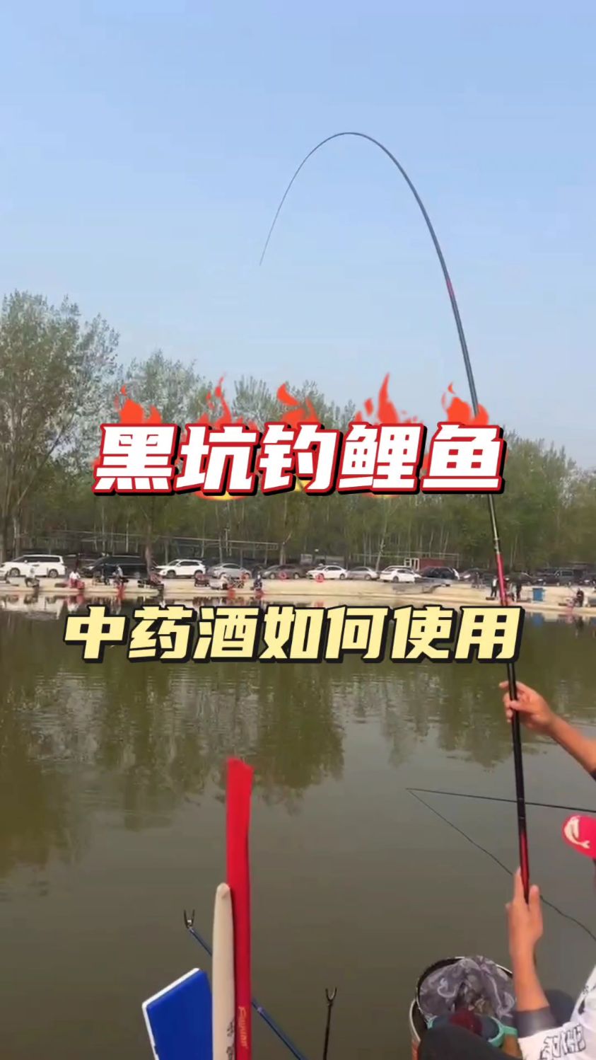 黑坑钓鲤鱼中药酒如何使用