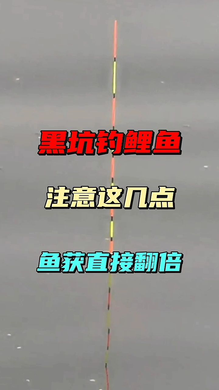 黑坑鲤鱼注意这几点鱼获直接翻倍