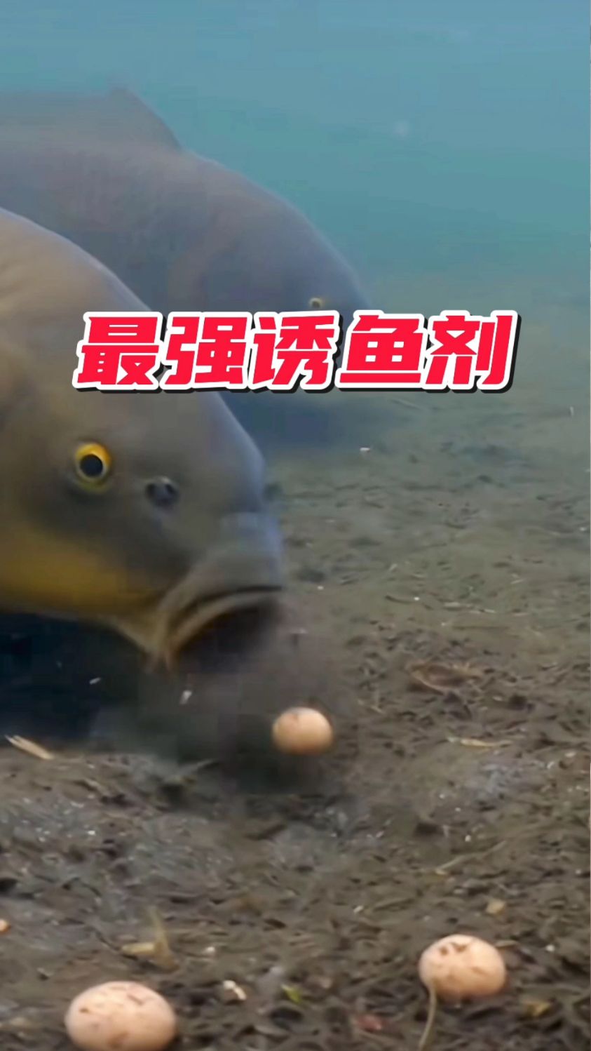 超猛!最强诱鱼剂让大鱼狂咬