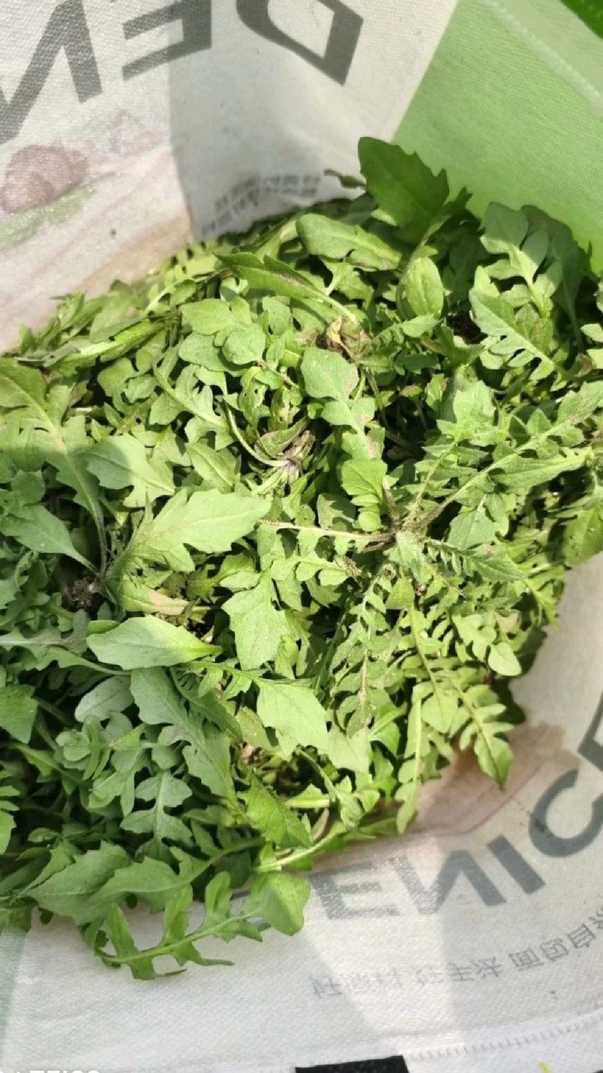 大自然的馈赠,荠荠菜