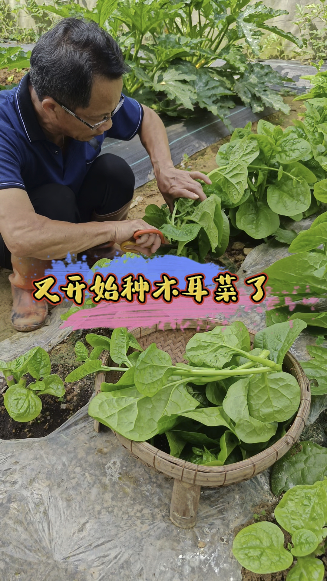 木耳菜种子一般在春天种植,种一次采摘到深秋。 #木耳菜