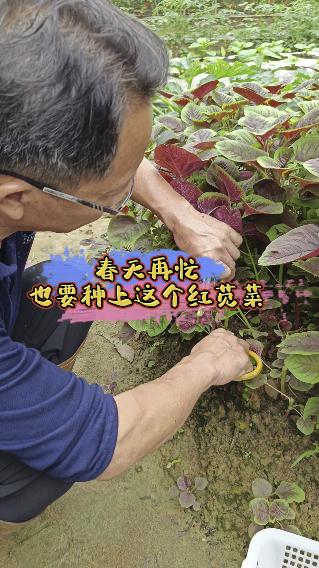春天再忙也要种点这个红苋菜,它的。钙铁含量比牛羊肉还高