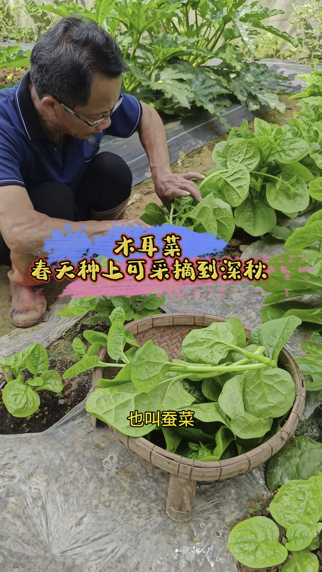 木耳菜,春天种上可一直采摘到深秋,它营养丰富,吃起嫩滑爽口。