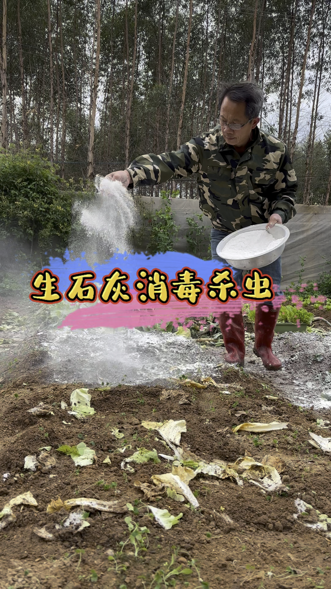 给菜地撒点生石灰消毒,病虫害少,后期种菜好管理。#生石灰