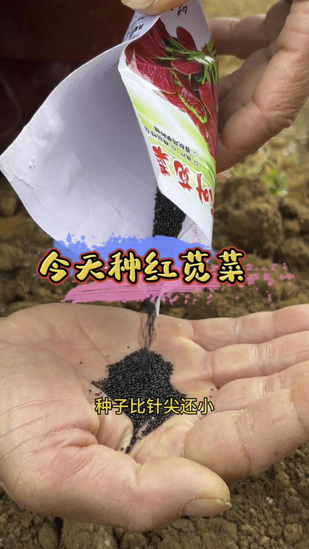 今天种红苋菜,红苋菜种子比针尖还小,可以先拌在细中再撒播。