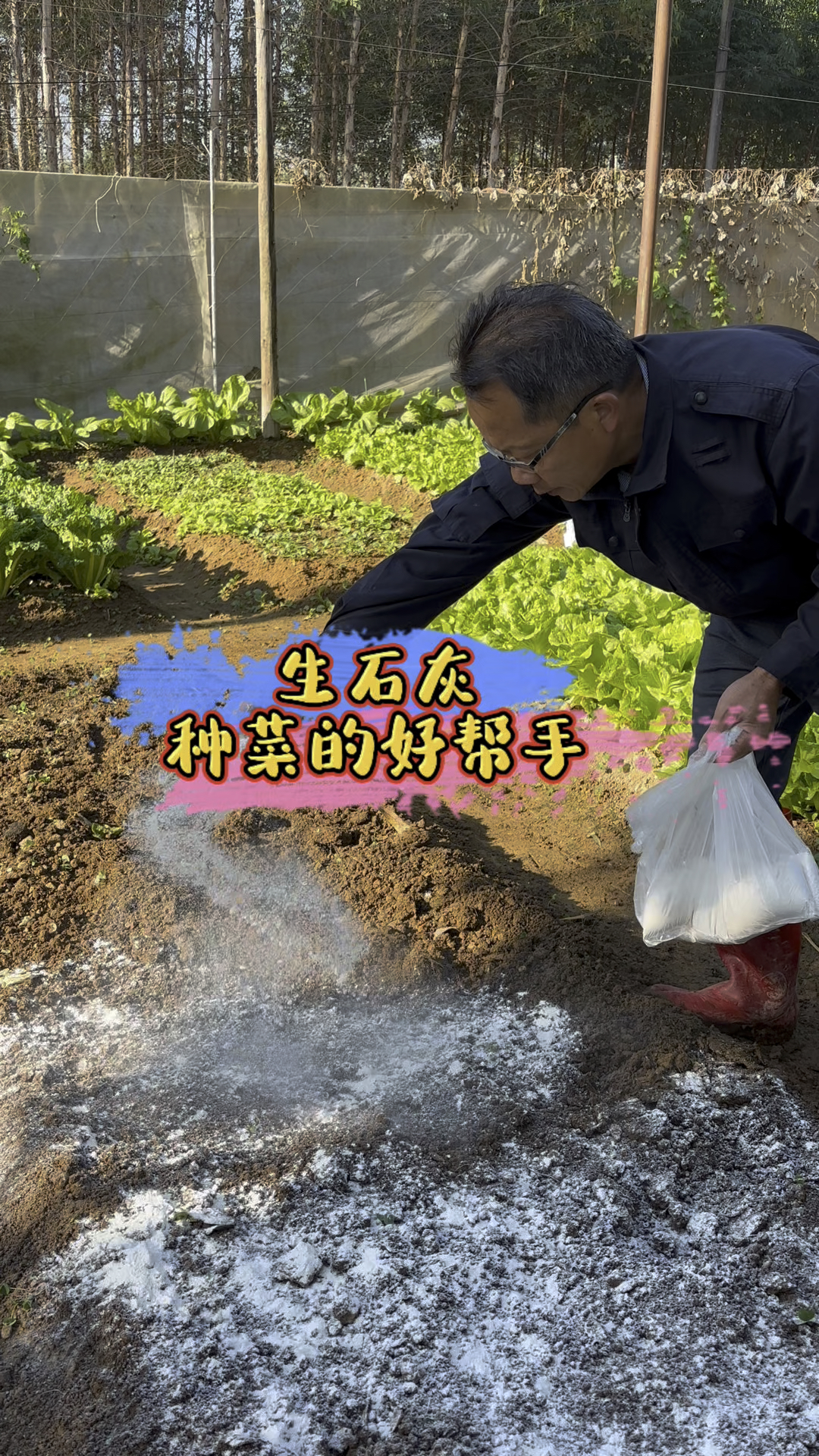 菜地里病虫害,这病那病多的,撒些生石灰起到很好的消毒作用。