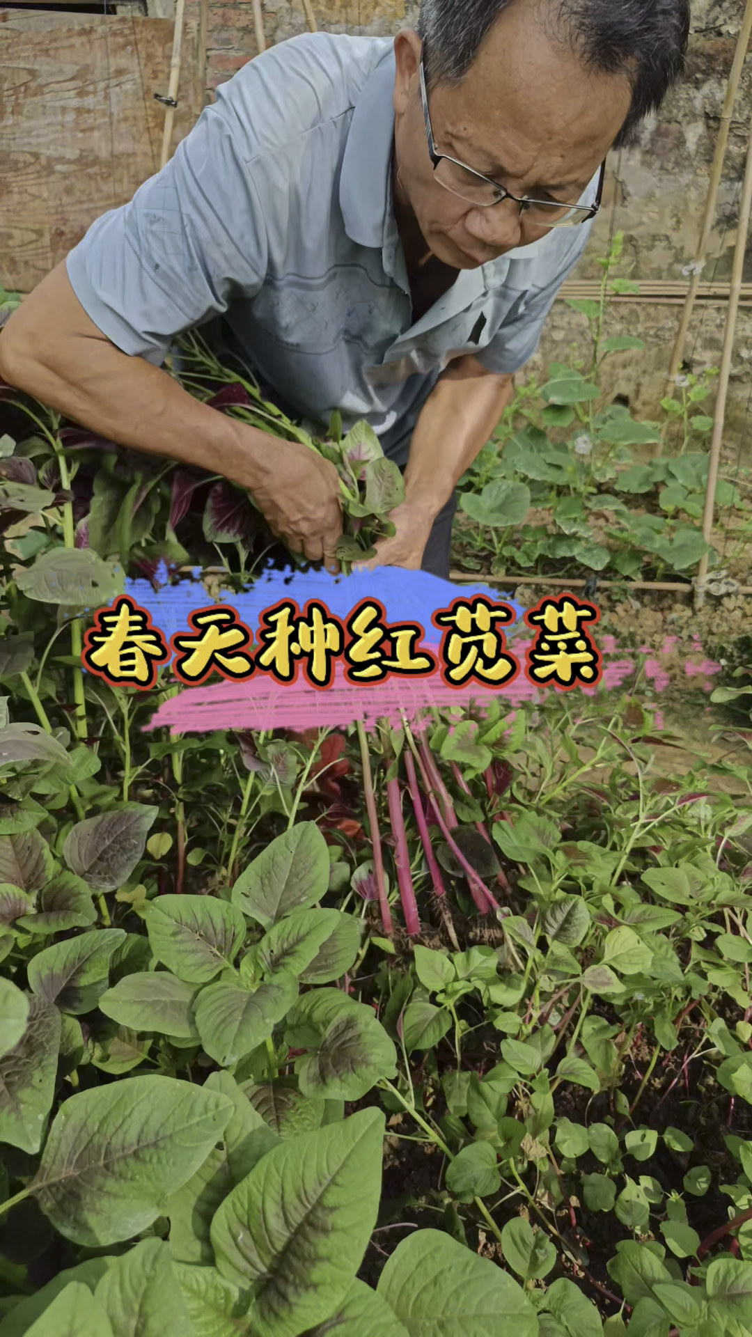 红苋菜营养丰富,长吃好处多多,种植也简单,撒籽见土就出苗。