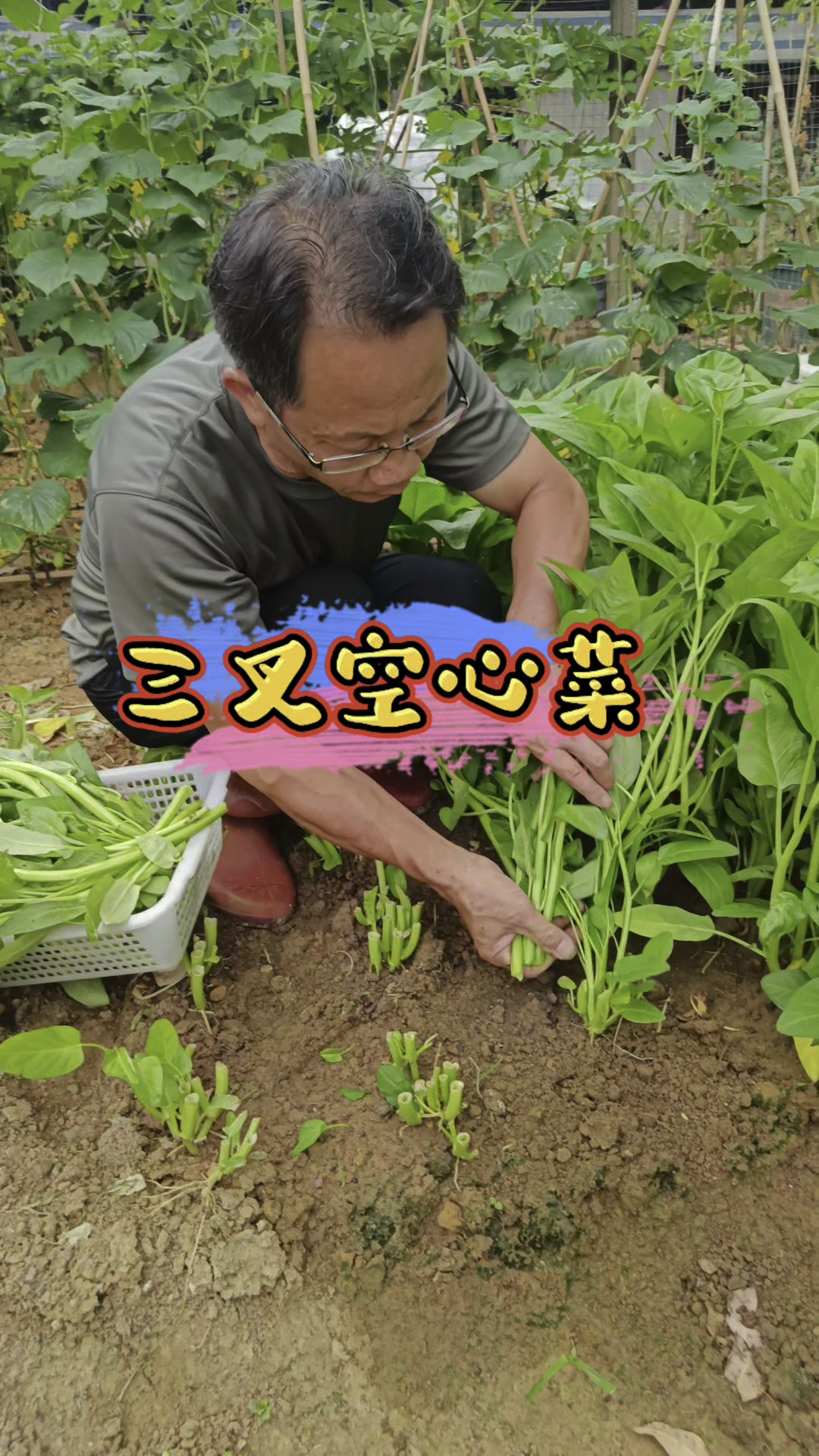 三叉空心菜脆嫩爽口,不易老,不挑地方,有个花盆就能种。