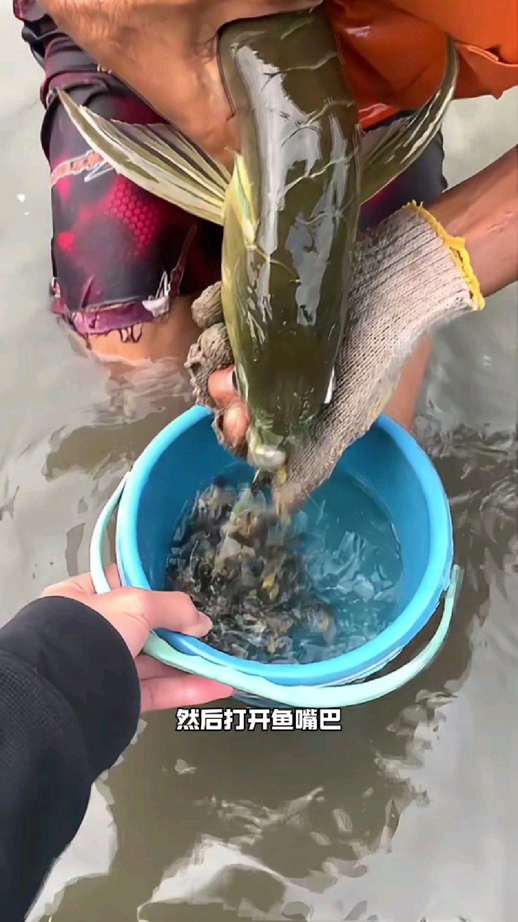 这是什么鱼?居然从鱼嘴里吐出来好多小鱼仔