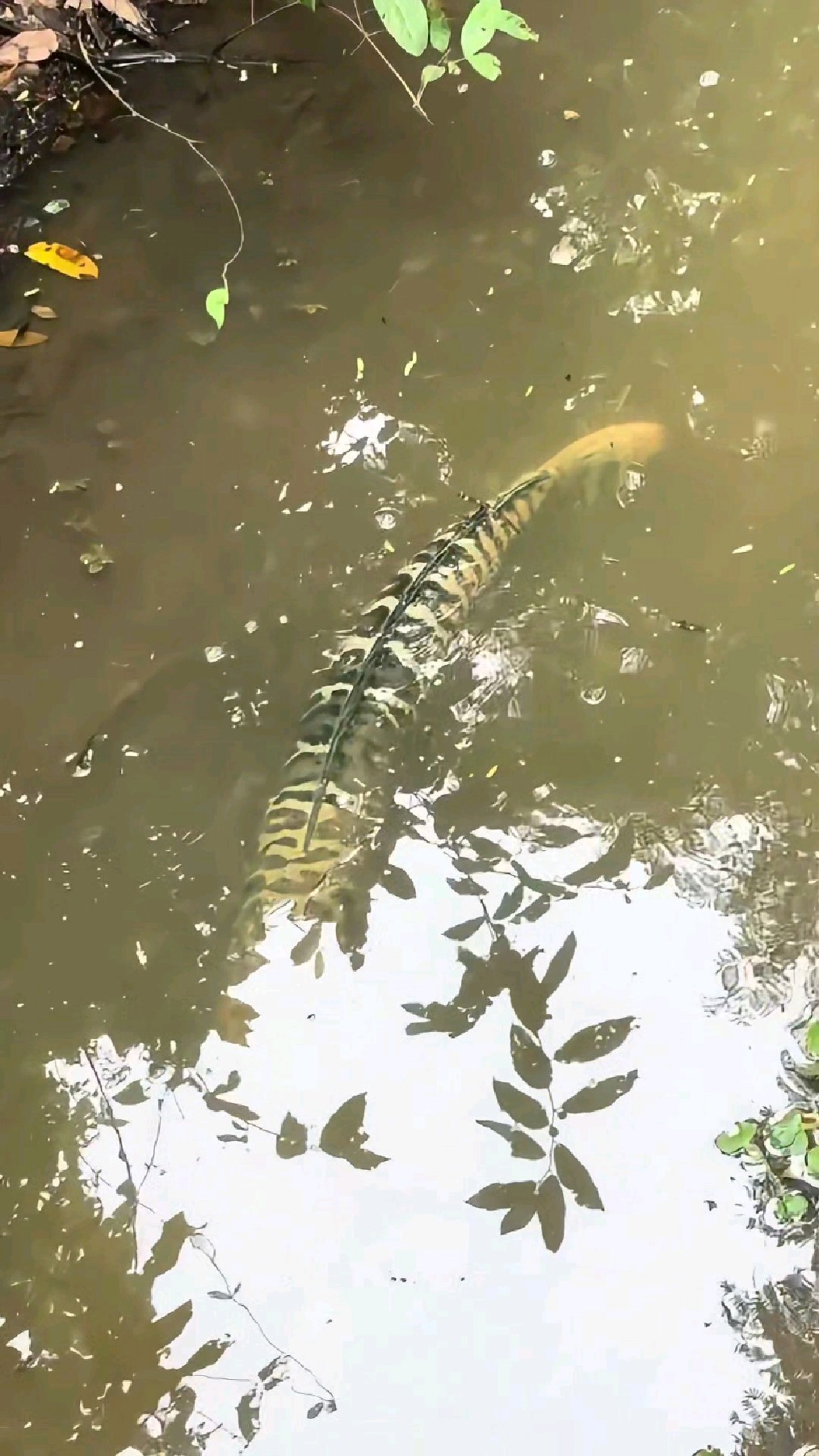 这是什么鱼?鱼鳞真好看像豹纹似的