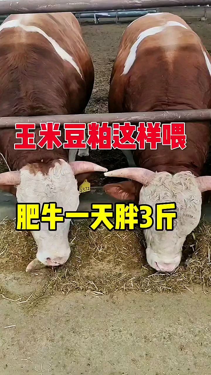 牛怎么喂一天能够长3斤肉那