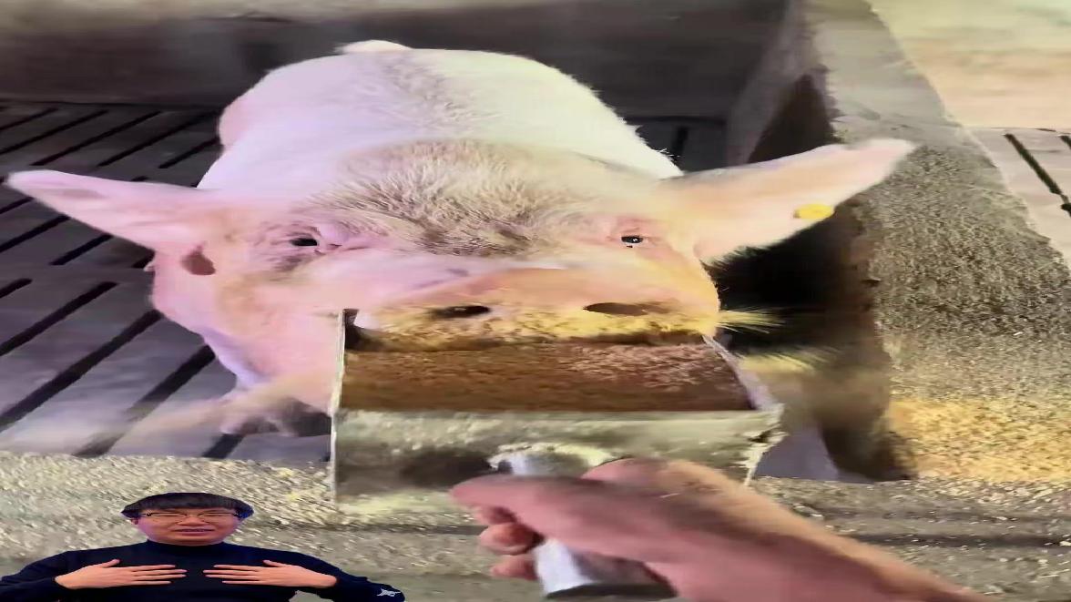 这猪好吃吗？带你认识十一种猪