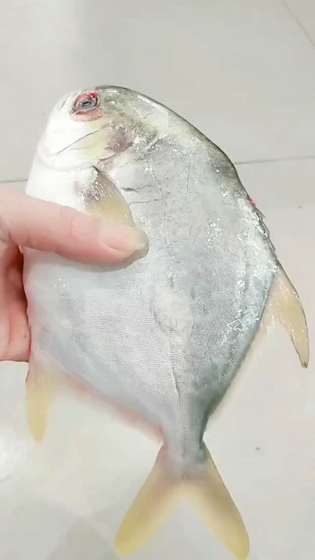 画金昌鱼演示给您看看