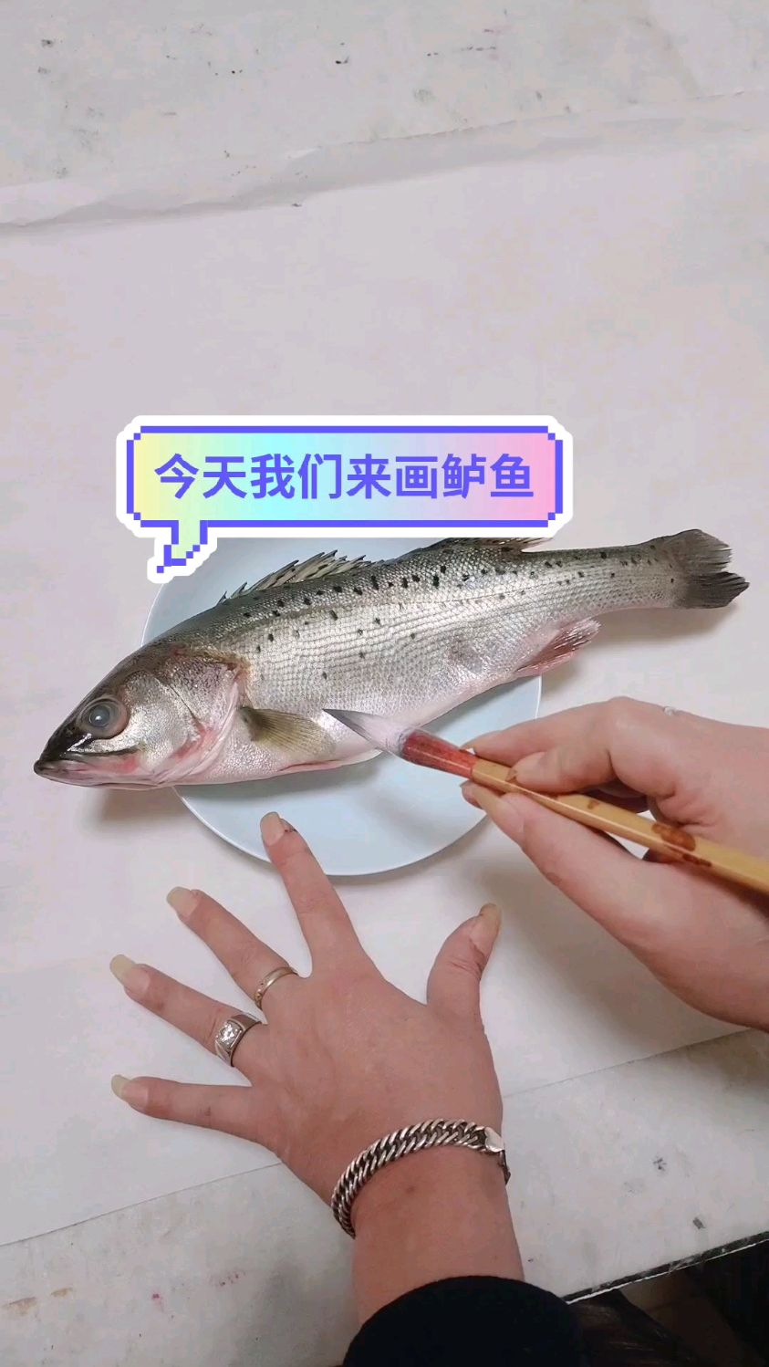 今天我们来画鲈鱼