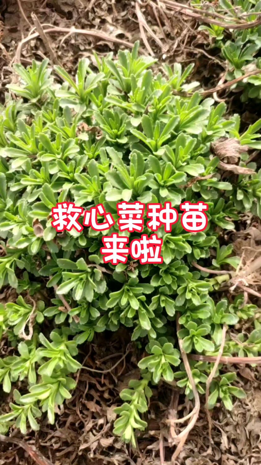 不用育苗,新手就能种的救心菜来啦!高钙,中老年人的健康菜!
