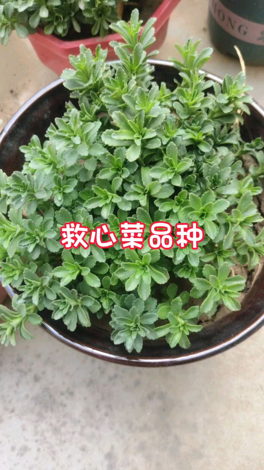 救心菜2个品种,你喜欢哪一个?