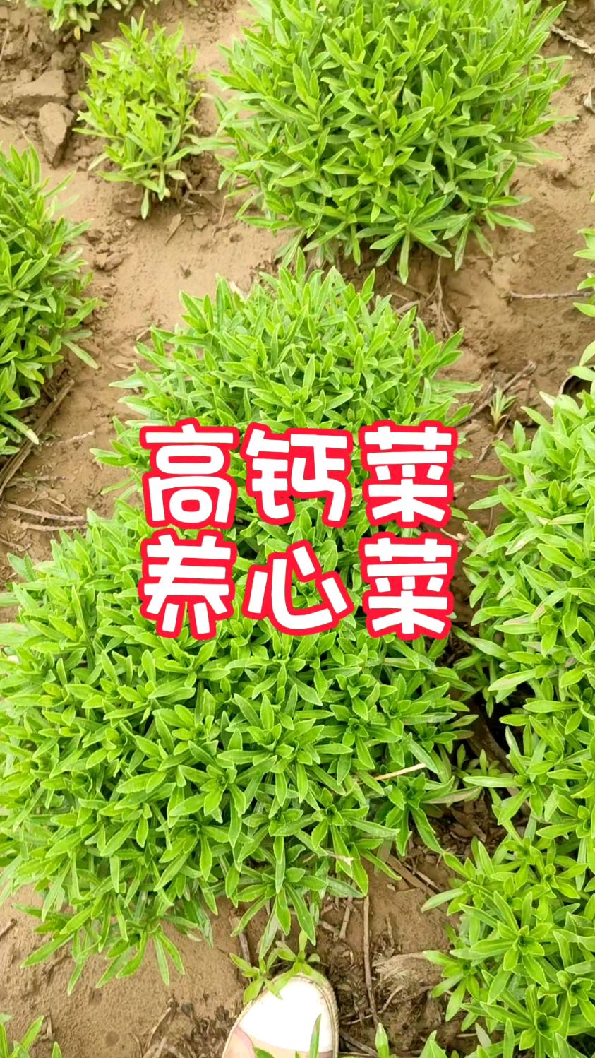 这个野菜是个宝,它叫养心菜,高钙菜,又叫景天三七,营养丰富