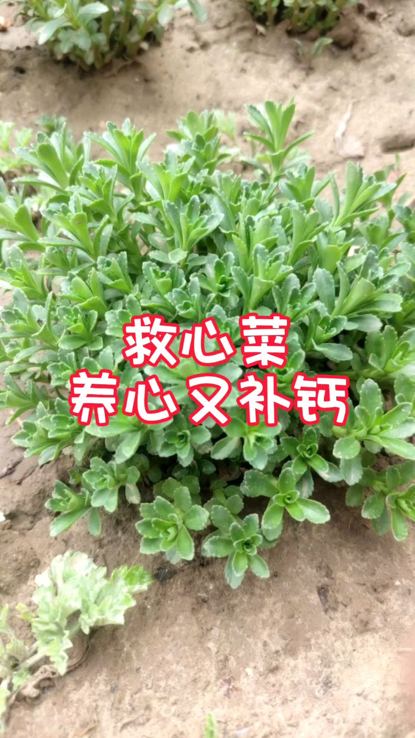 救心菜营养丰富,种植简单,对中老年人特别好,吃法多样