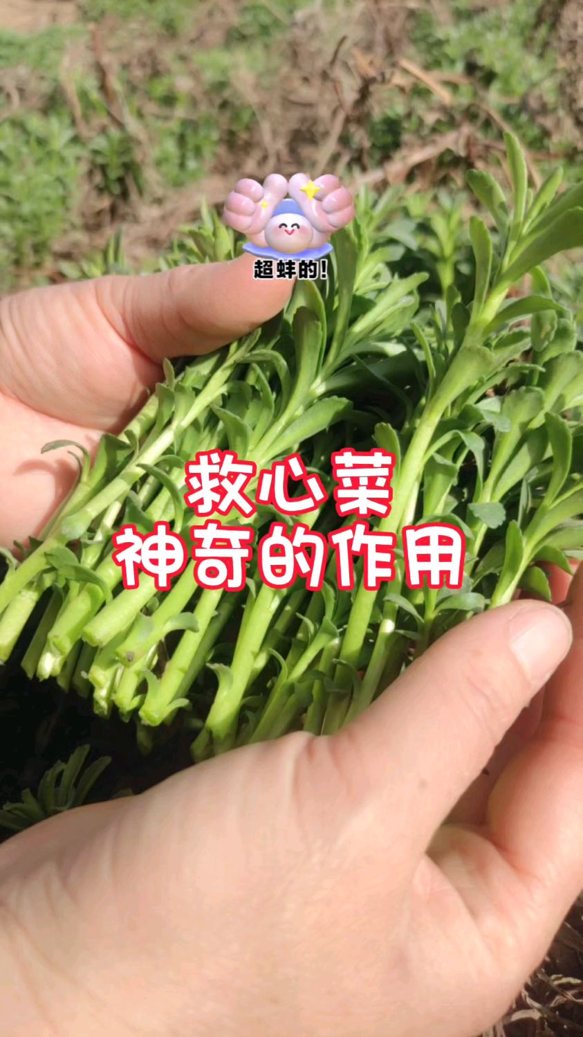救心菜的神奇作用,你知道吗?