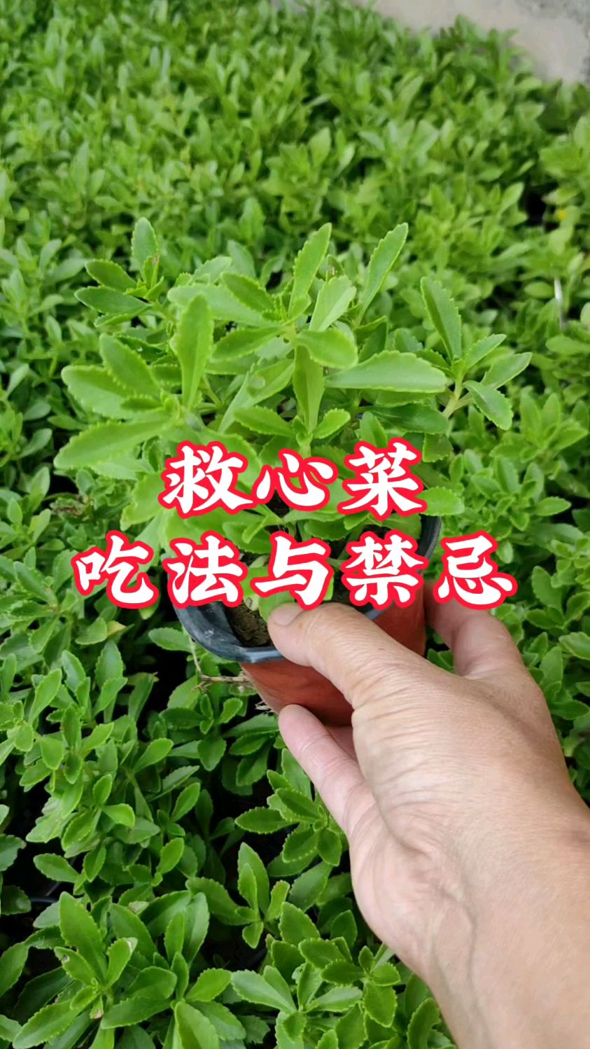 救心菜,养心又补钙。哪些人不能吃?30秒了解一下