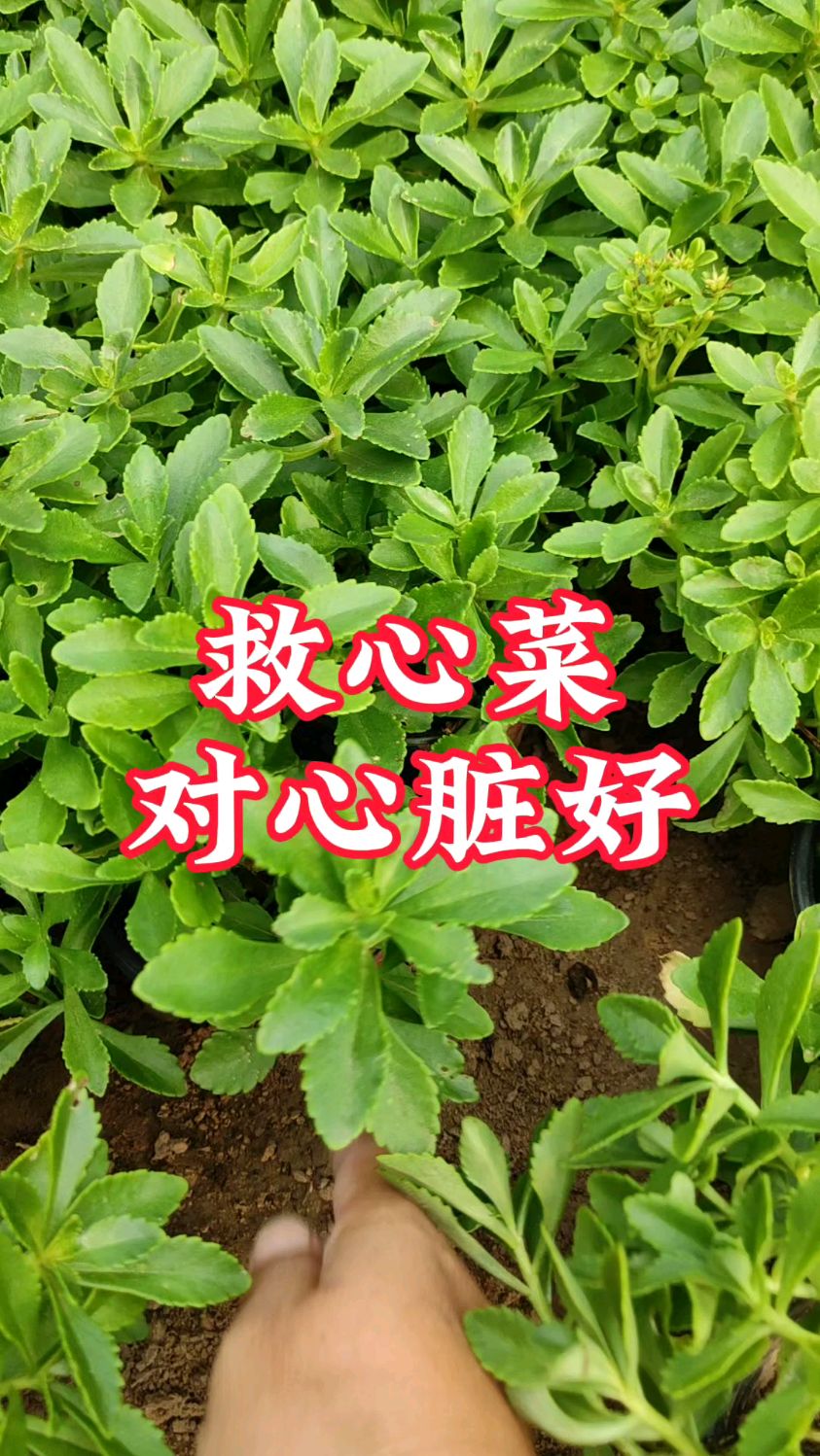 这植物,养心又补钙,种一次生长20年,花盆菜园都能种