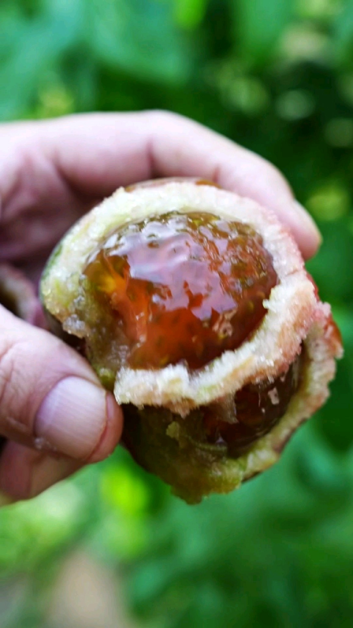 看看这个巧克力色的番茄 草莓芯