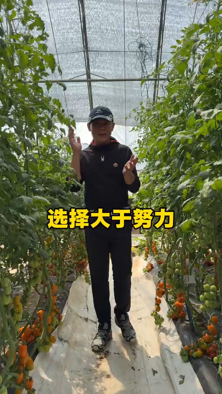 围观围观2026菜博会老董种地番茄展示会