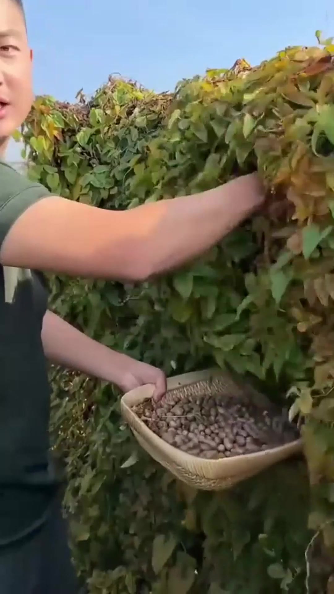 新鲜山药豆焯水后凉拌，清爽绵密，夏日开胃家常小菜超合适