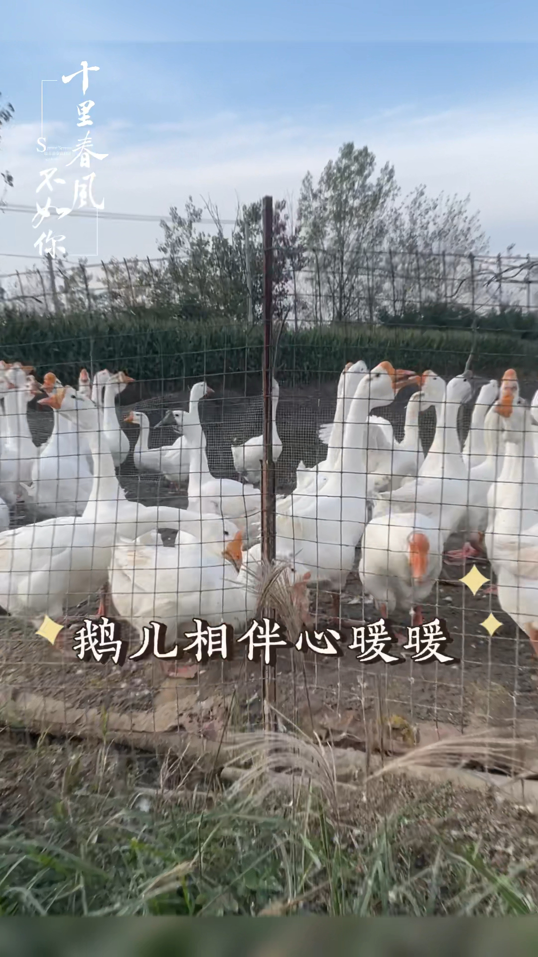 生态养殖皖西大白鹅。