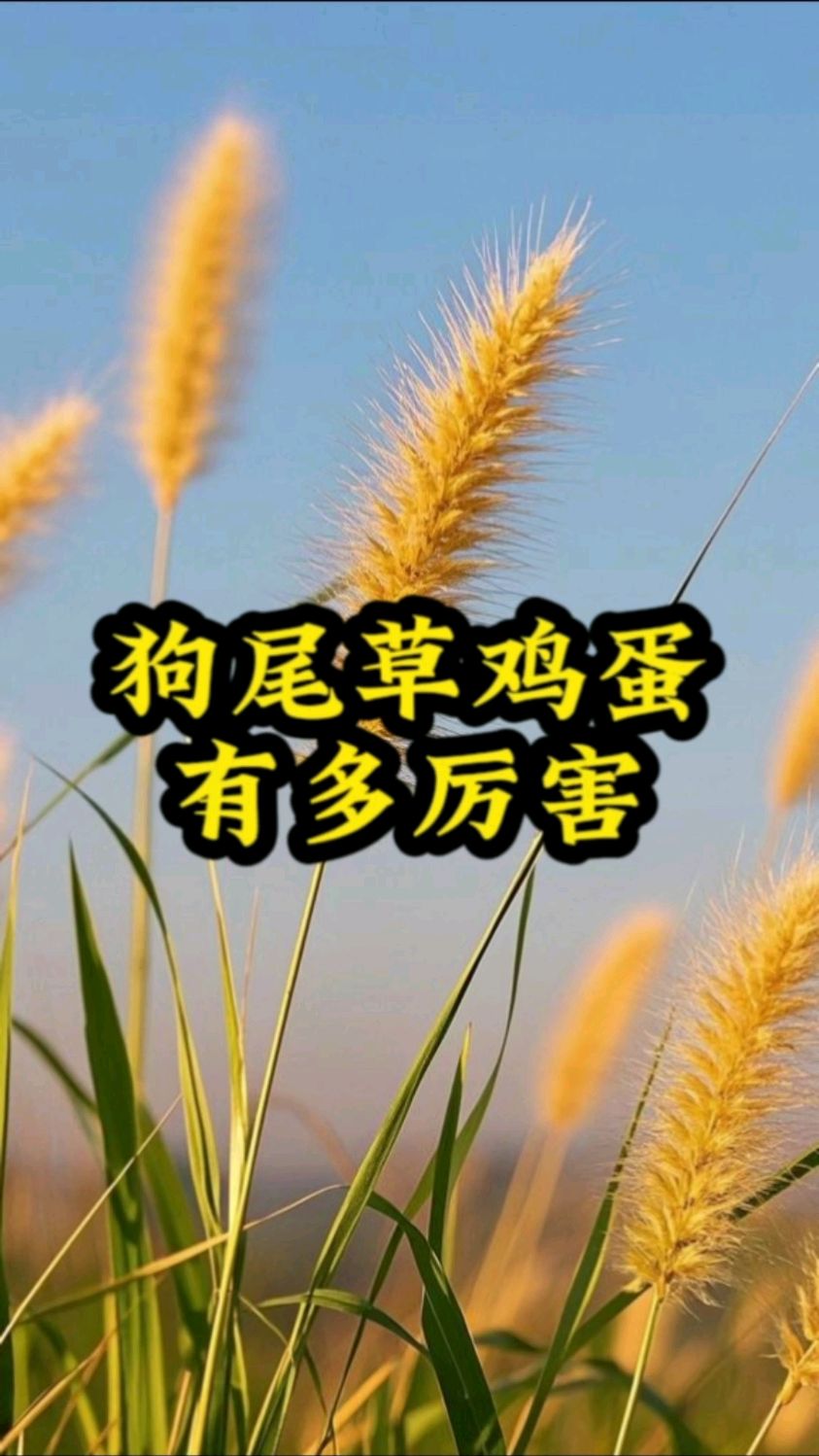 狗尾巴草鸡蛋有多厉害