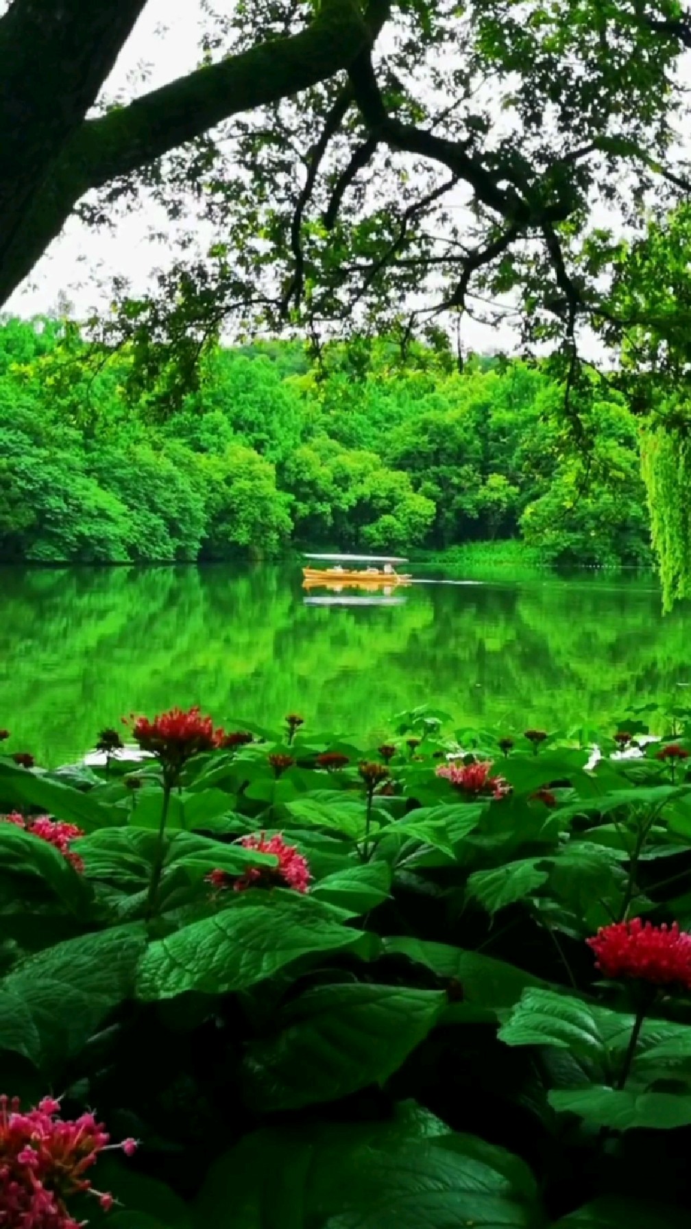 京东小天鹅双筒分区洗 三筒洗衣机给你生活带来荷花样美丽的生活