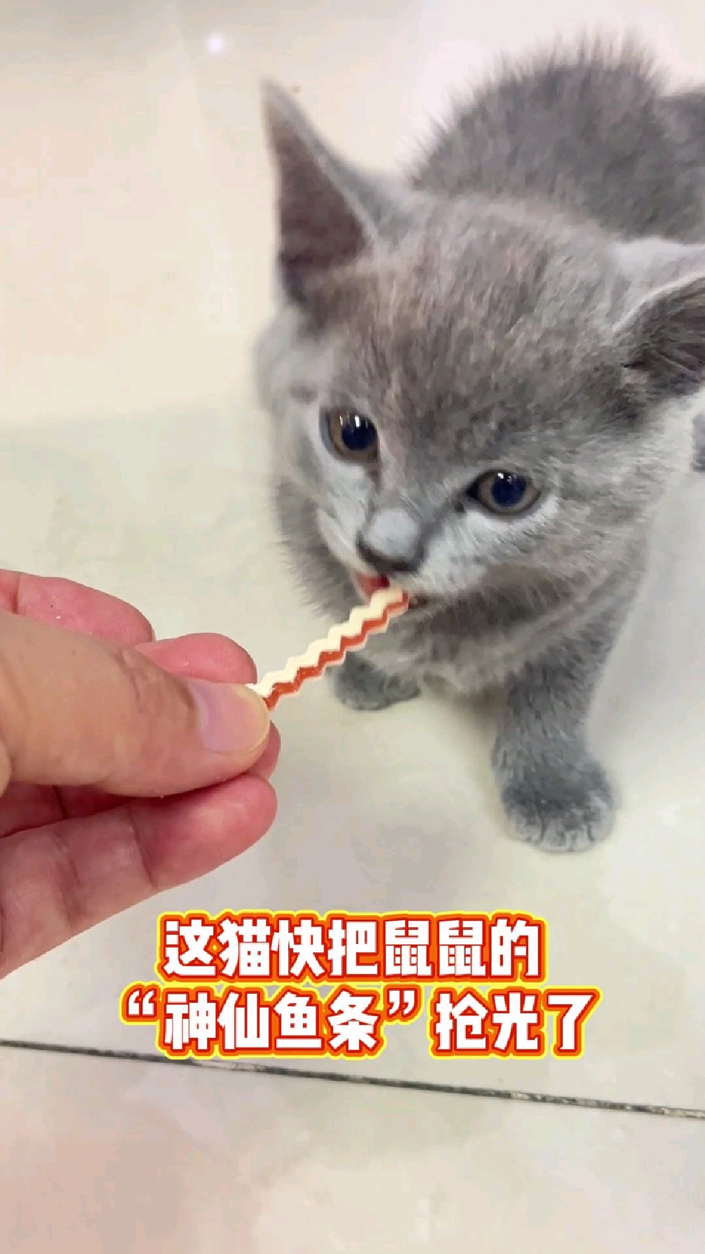 这猫快把鼠鼠的神仙鱼条都抢光