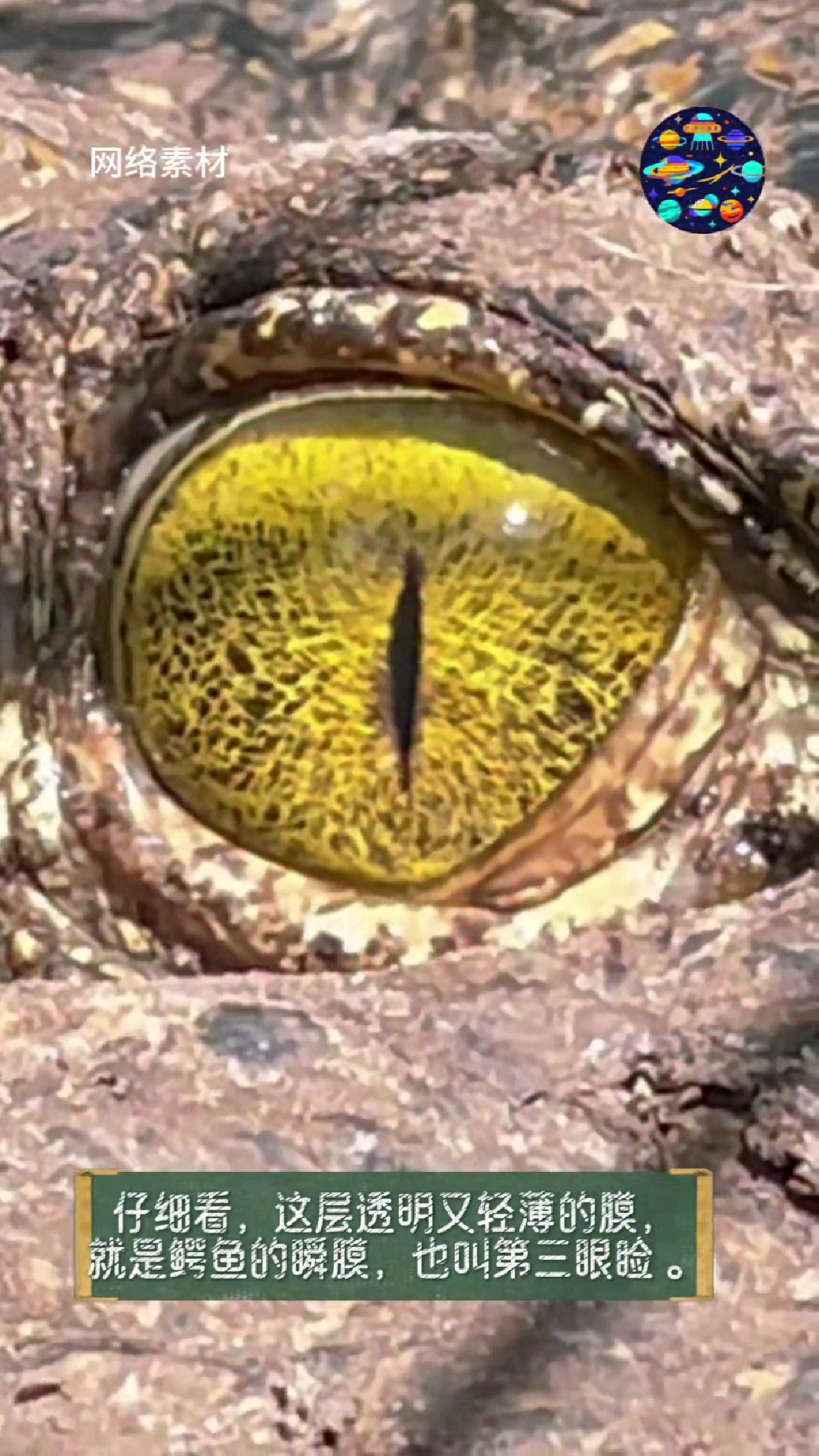 鳄鱼的独特眼睛构造